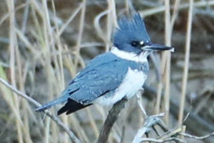 Belted Kingfisher - michael vedder