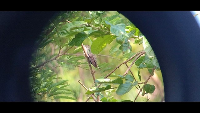 Colibrí de Bosque Seco - ML611691072