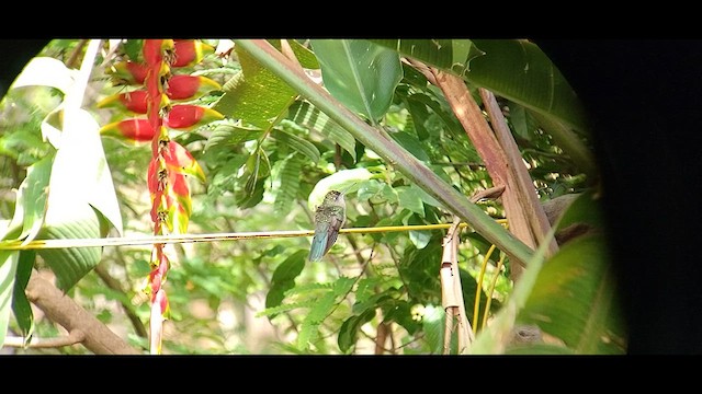 Colibrí de Bosque Seco - ML611691073