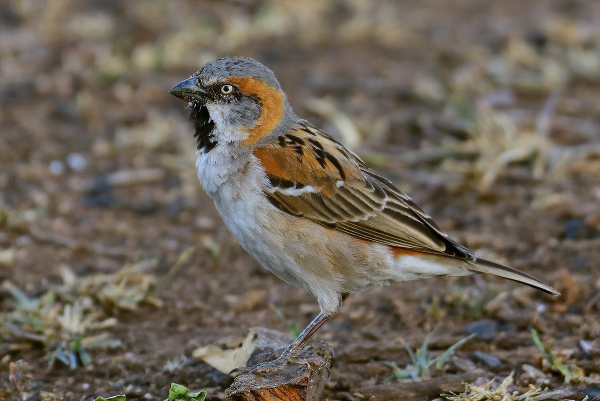 Kenya Rufous Sparrow - Ad Konings