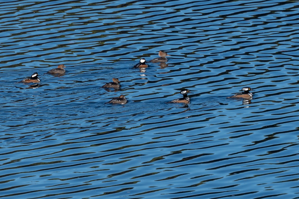 Hooded Merganser - Niki Robertson