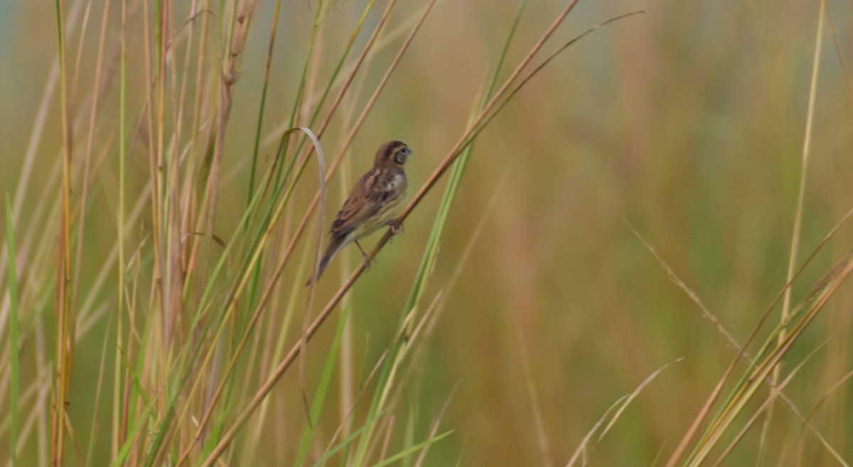 Yellow-breasted Bunting - ML611691166