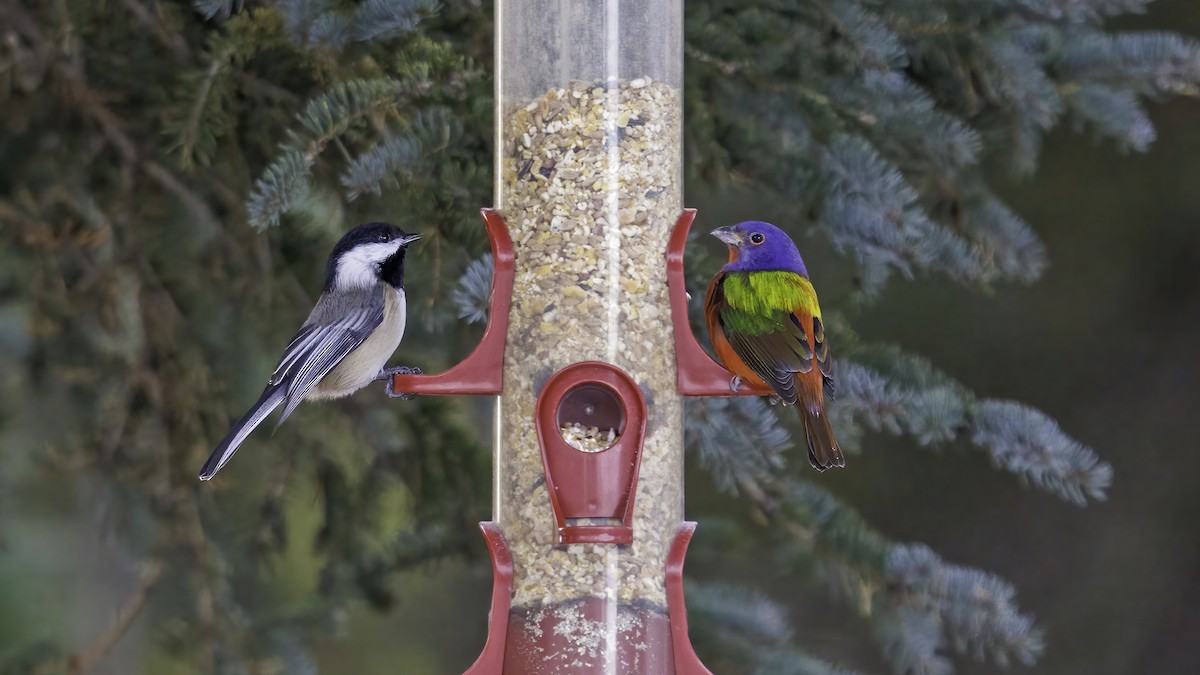 Painted Bunting - Daniel Jauvin