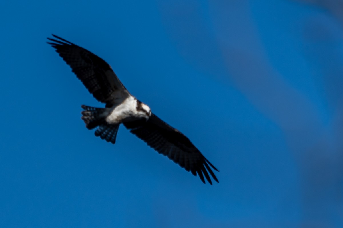 Osprey - Niki Robertson