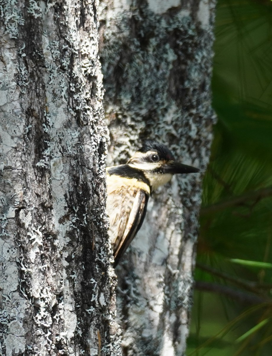 Yellow-bellied Sapsucker - ML611691330