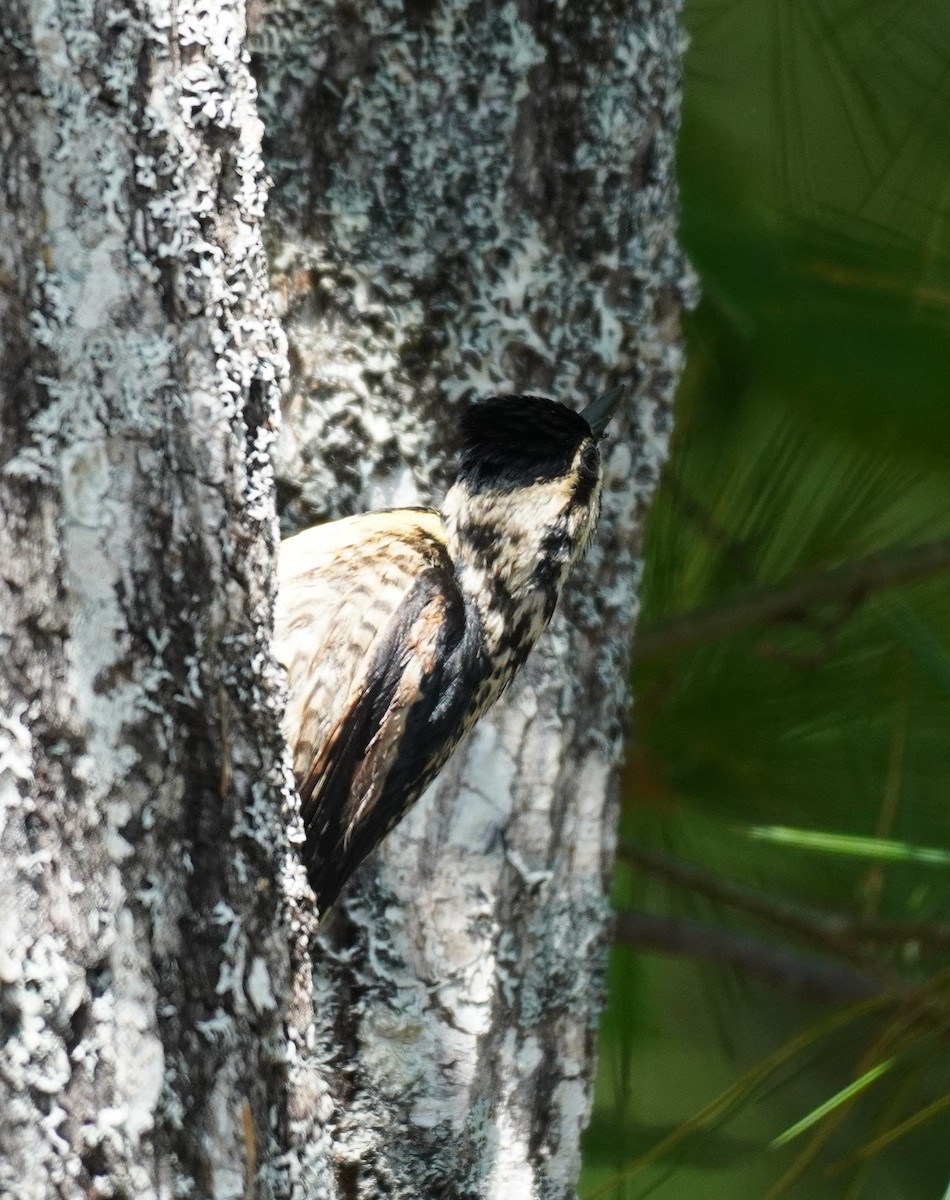 Yellow-bellied Sapsucker - ML611691332