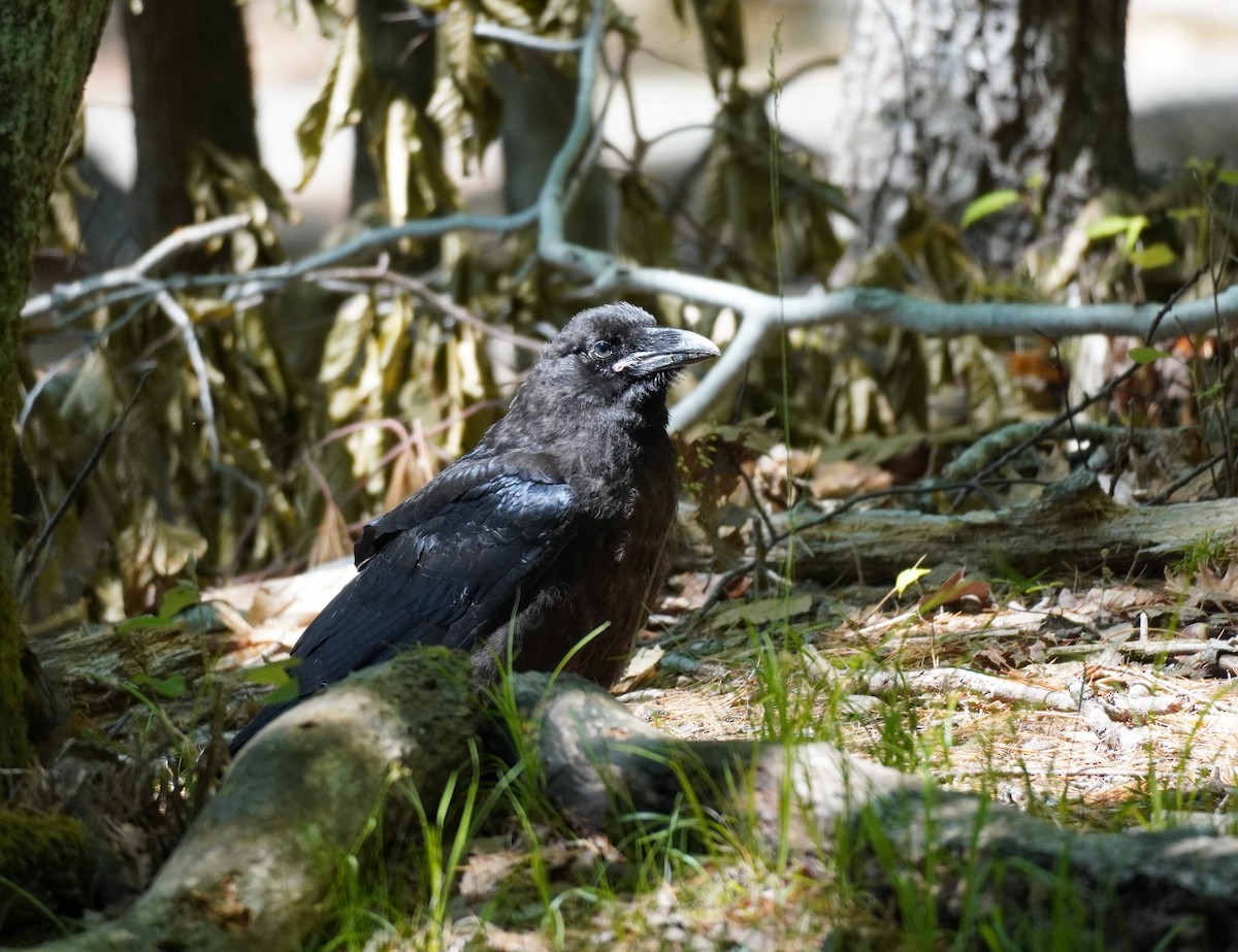 Common Raven - Sarah Foote