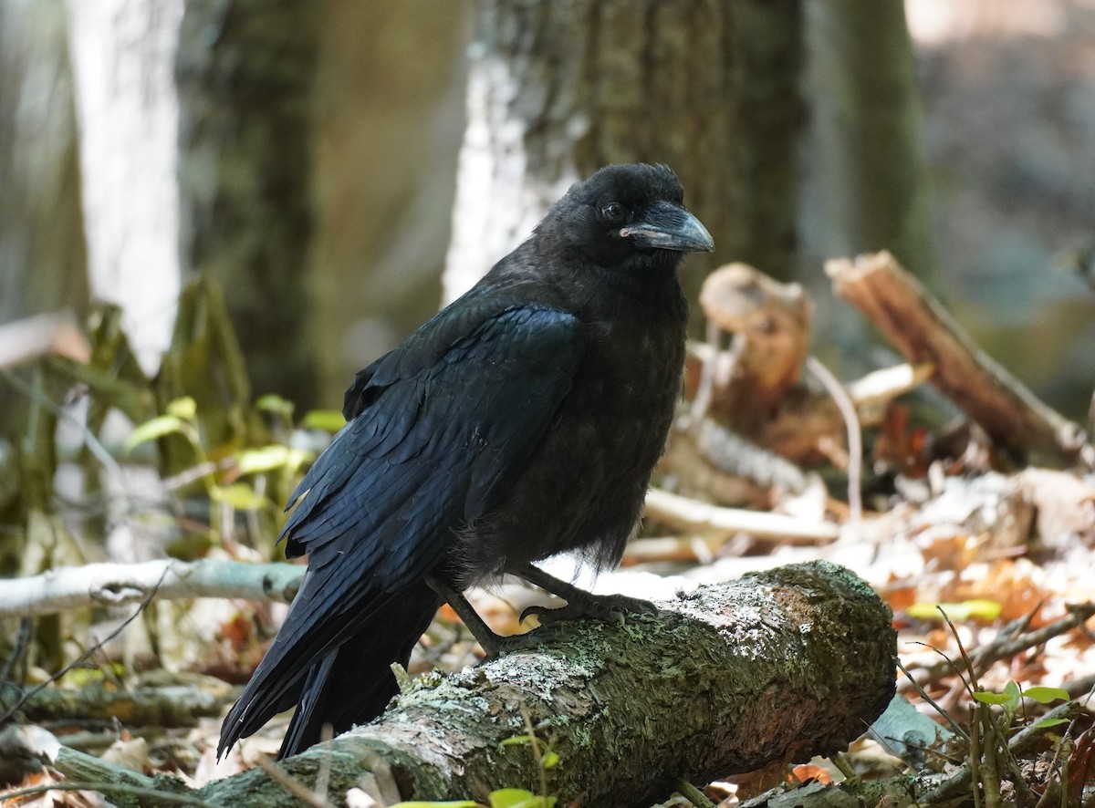 Common Raven - ML611691335