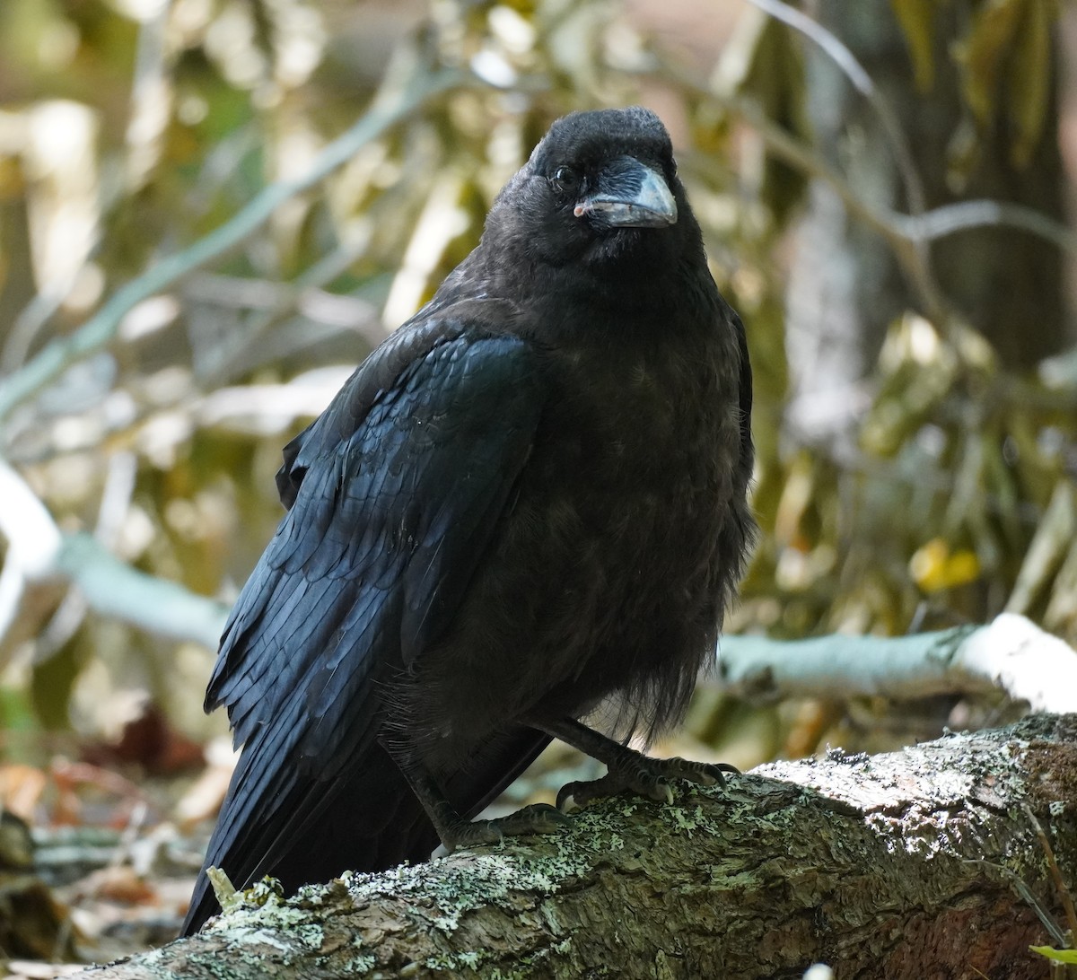 Common Raven - ML611691336