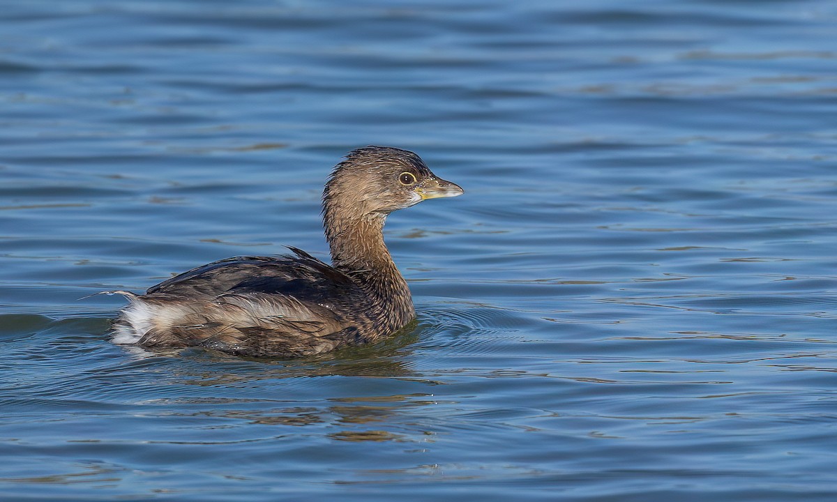 Pied-billed Grebe - ML611691396