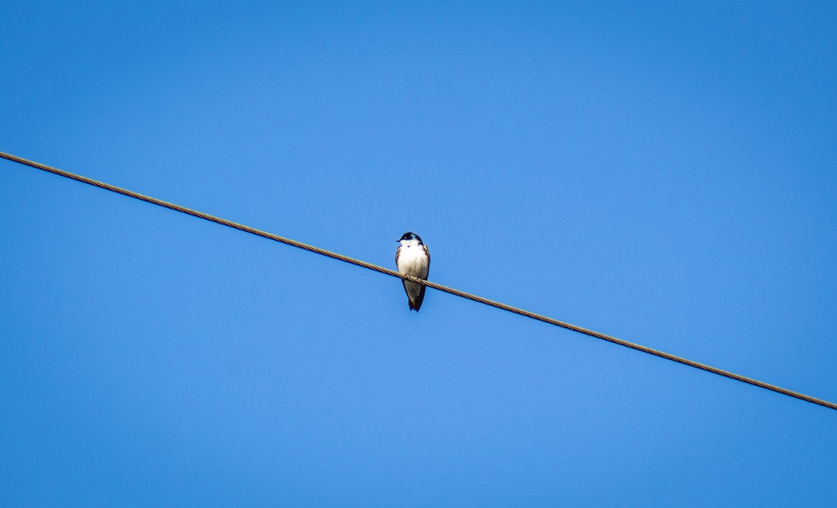 Golondrina Bicolor - ML611691417