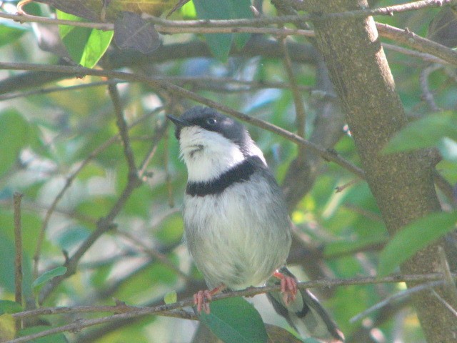 Bar-throated Apalis - ML611691500