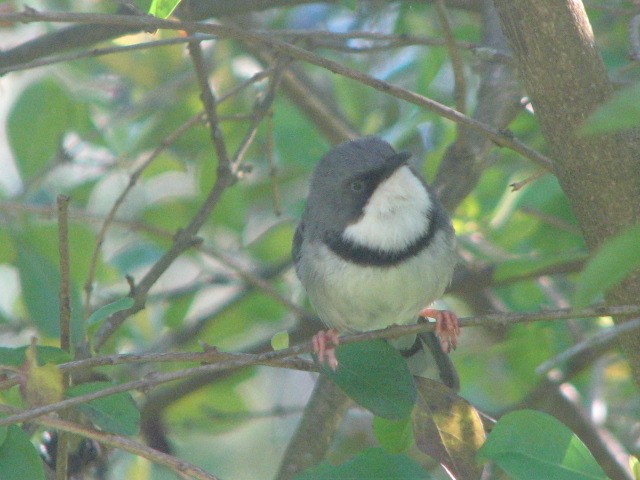 Bar-throated Apalis - ML611691503