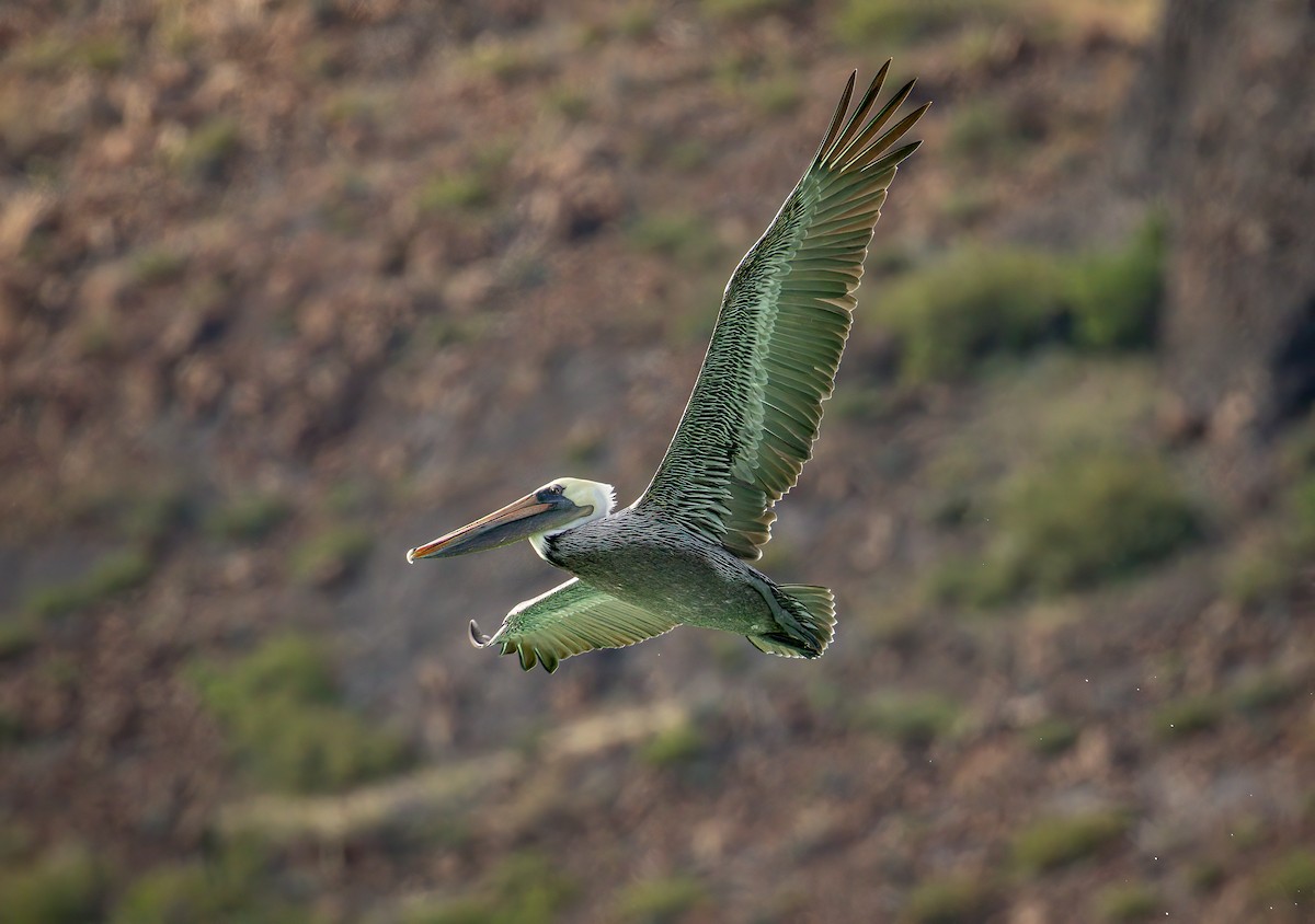 Brown Pelican - ML611691504