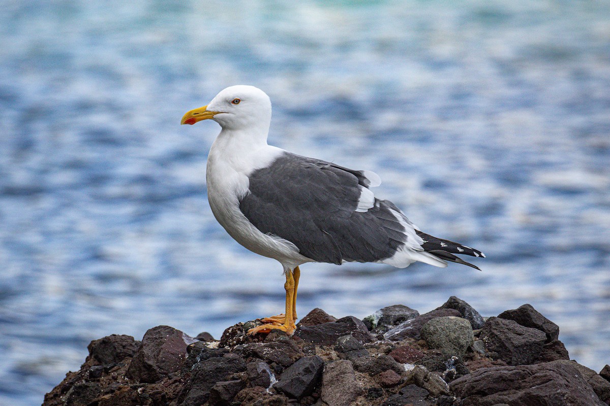 Yellow-footed Gull - ML611691517