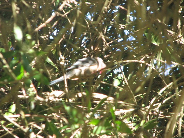 Red-faced Mousebird - ML611691571