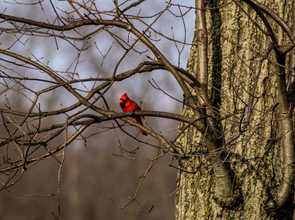 Cardinal rouge - ML611691575