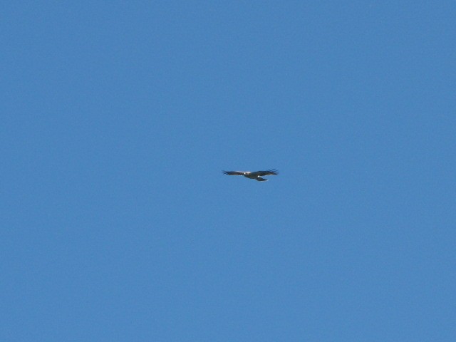 Booted Eagle - ML611691603