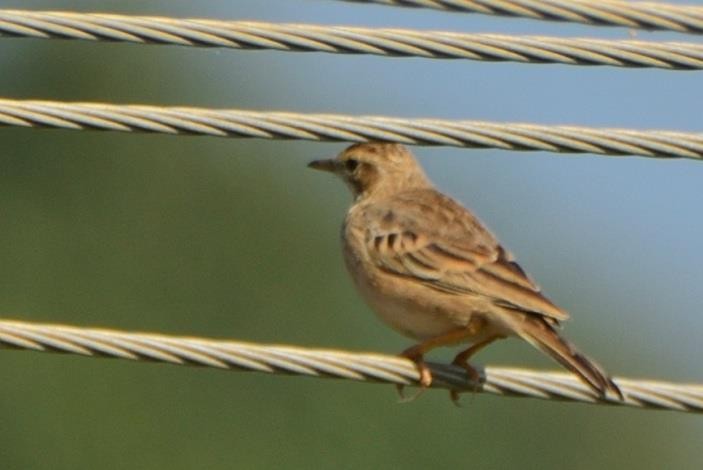 Paddyfield Pipit - ML611691689