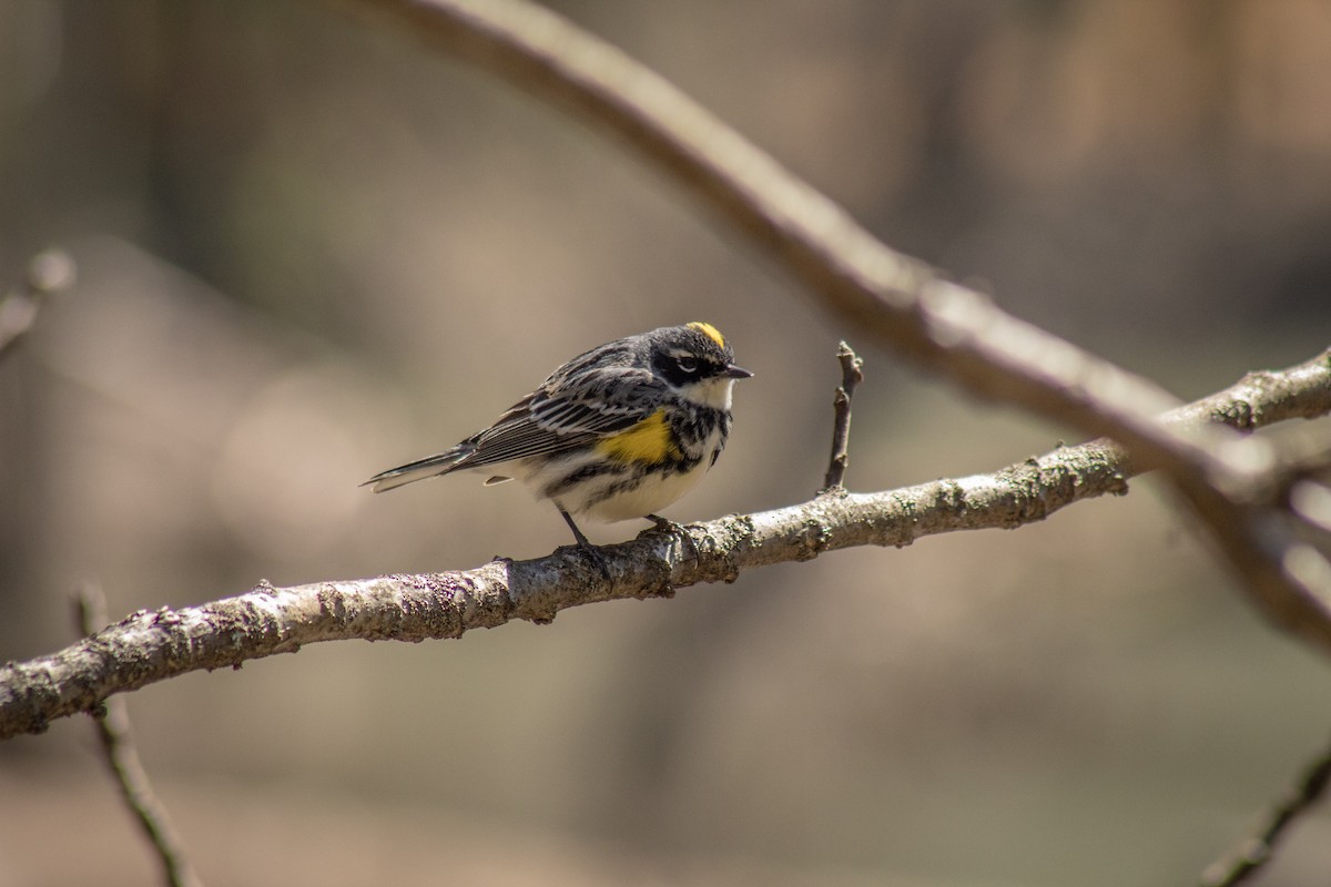 Reinita Coronada (coronata) - ML611691707