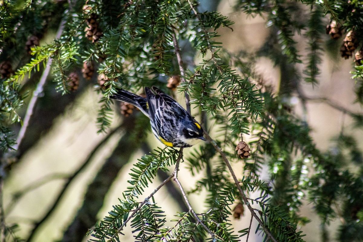 lesňáček žlutoskvrnný (ssp. coronata) - ML611691708