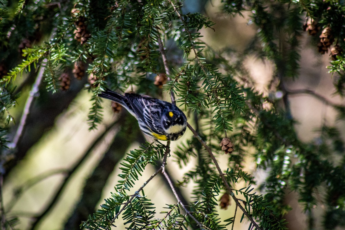 Yellow-rumped Warbler (Myrtle) - Steven Klingler