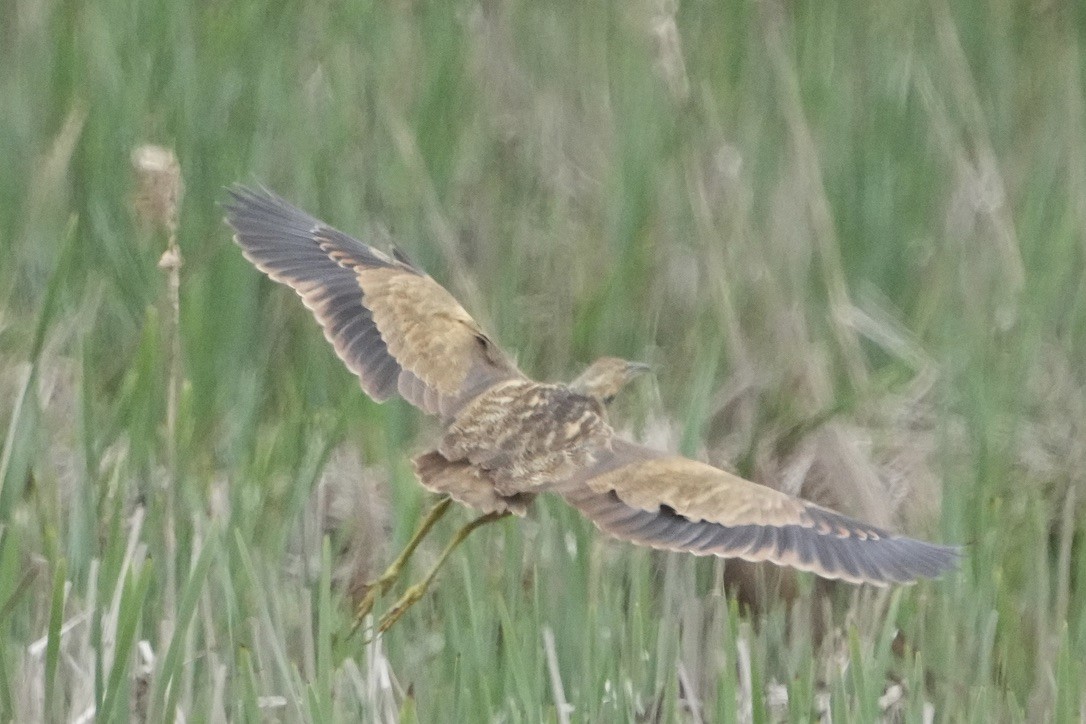 American Bittern - ML611691713