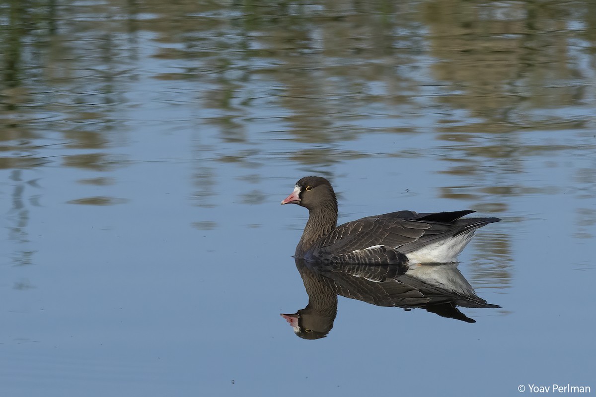 Lesser White-fronted Goose - ML611691728