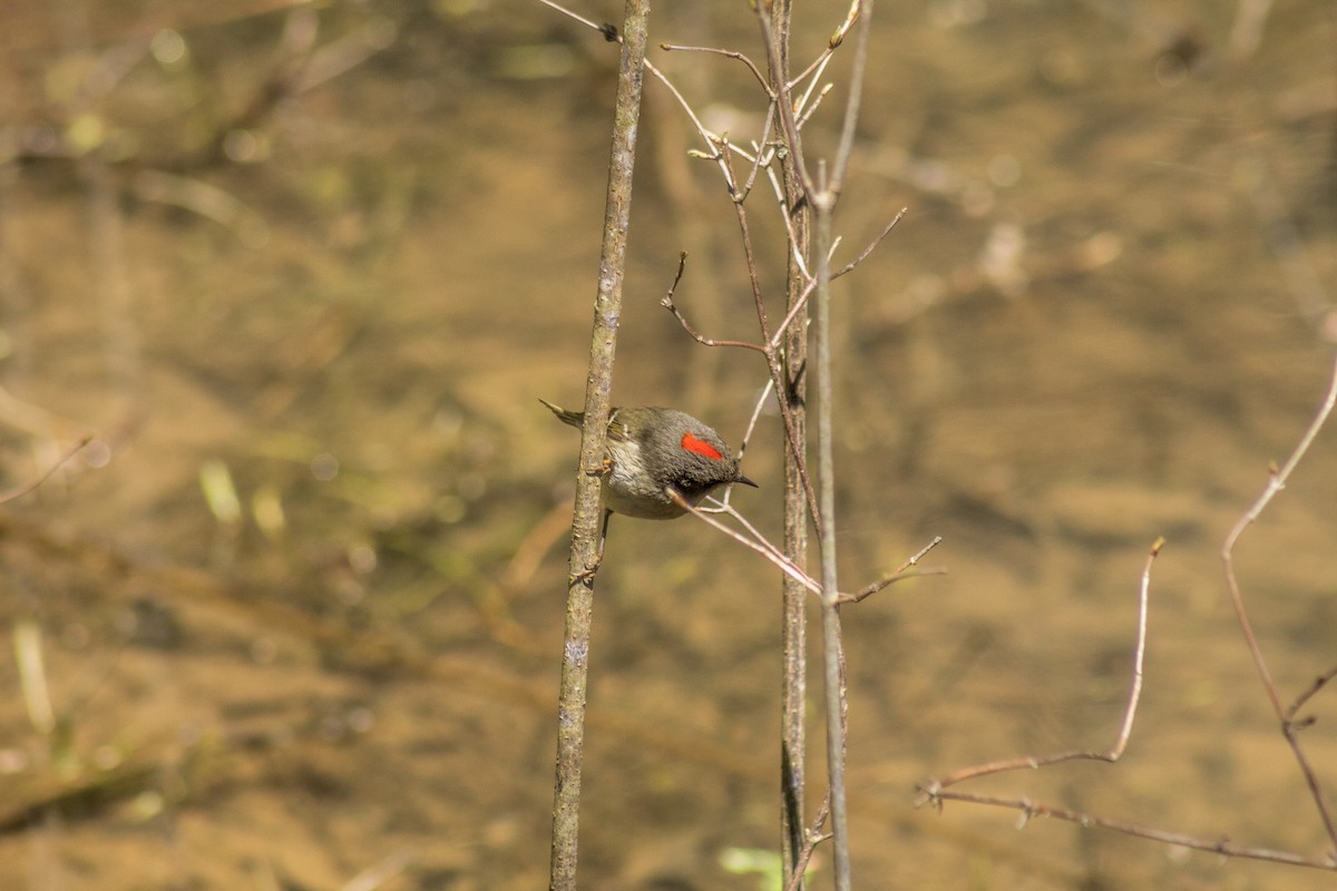 Roitelet à couronne rubis - ML611691812