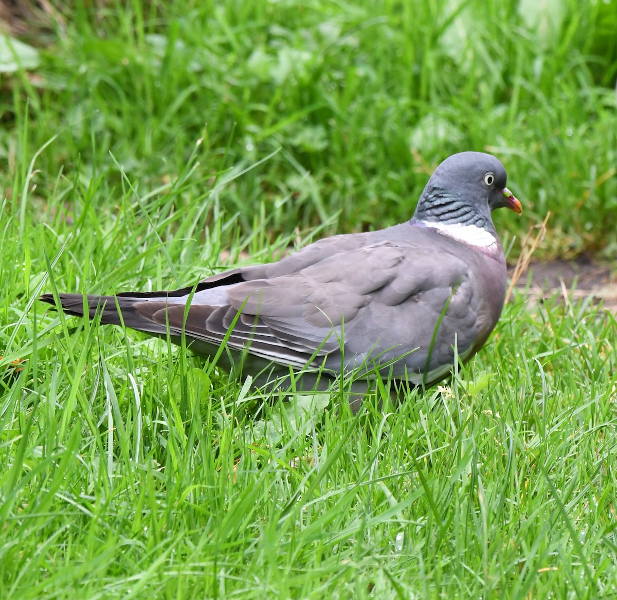 Common Wood-Pigeon (White-necked) - ML611691914