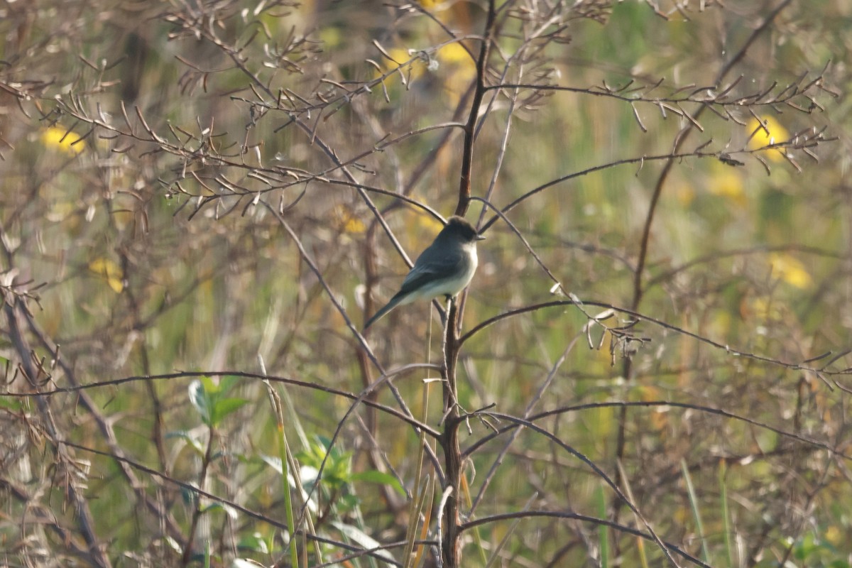 Eastern Phoebe - ML611691922