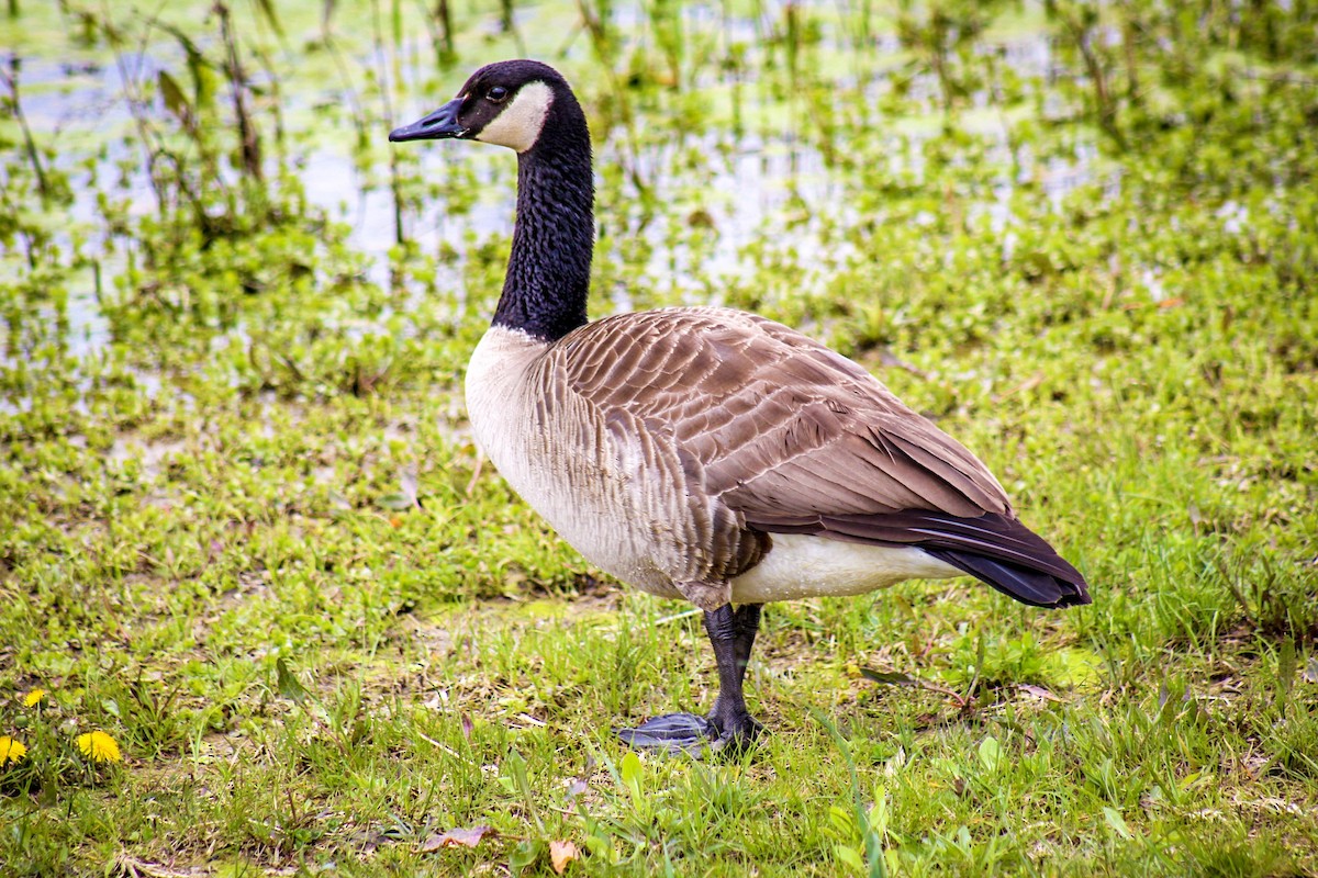 Canada Goose - ML611691944