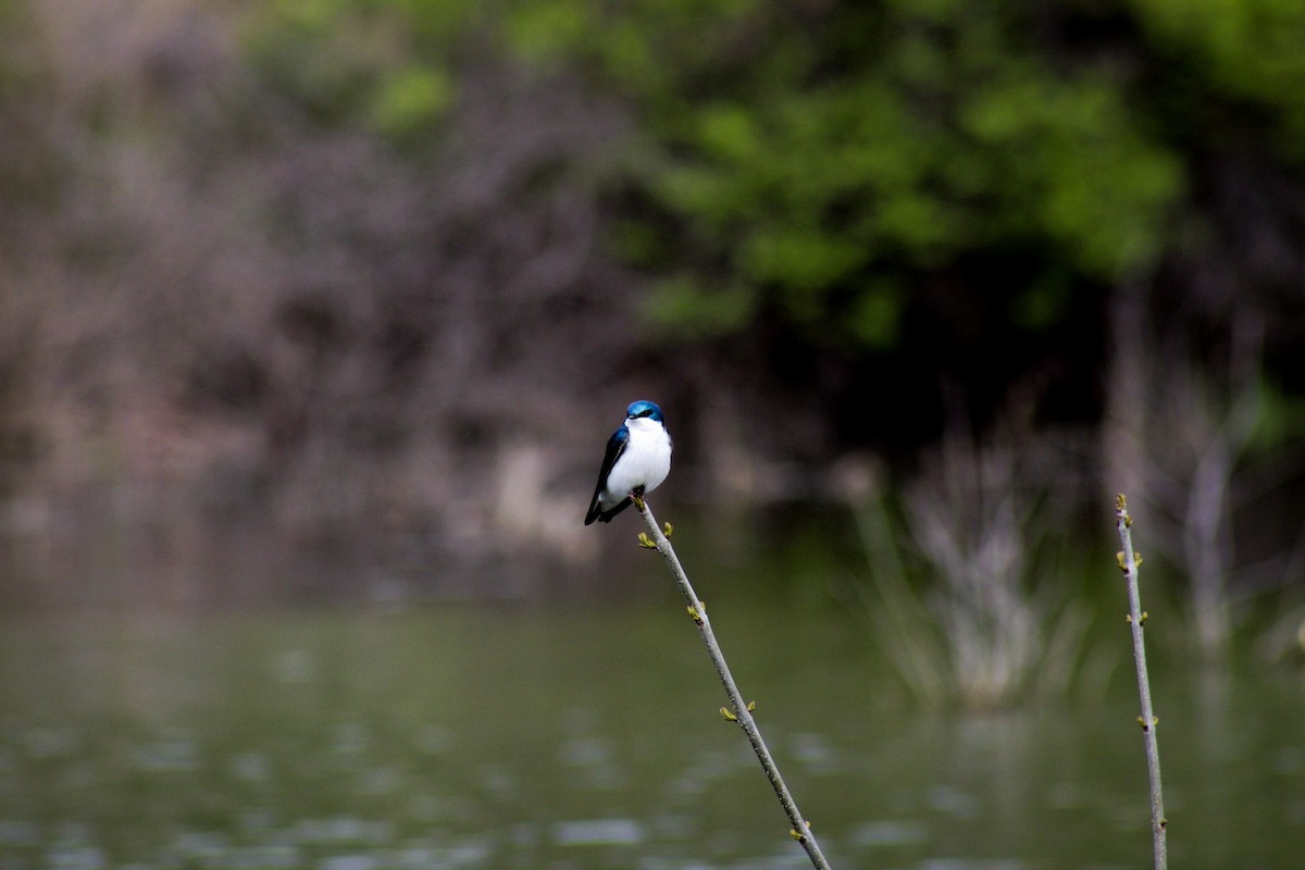 Tree Swallow - ML611691945