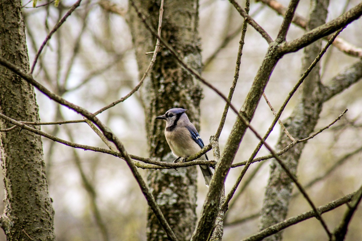 Blue Jay - ML611691951