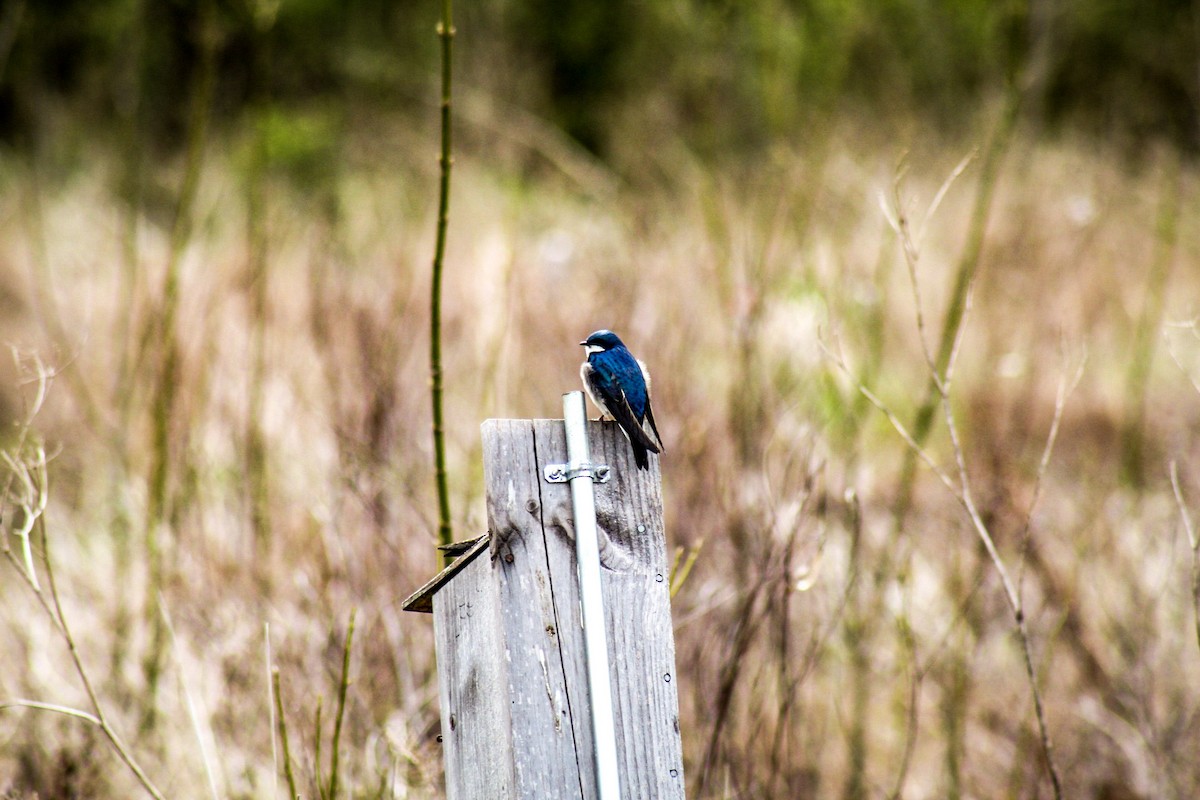 Tree Swallow - ML611691969