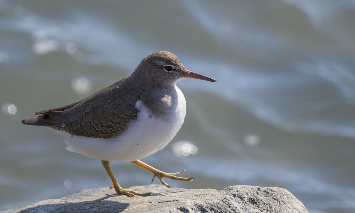 Spotted Sandpiper - Becky Matsubara