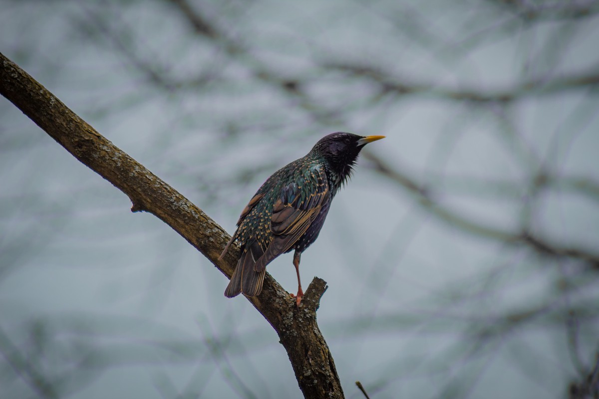 European Starling - ML611692073