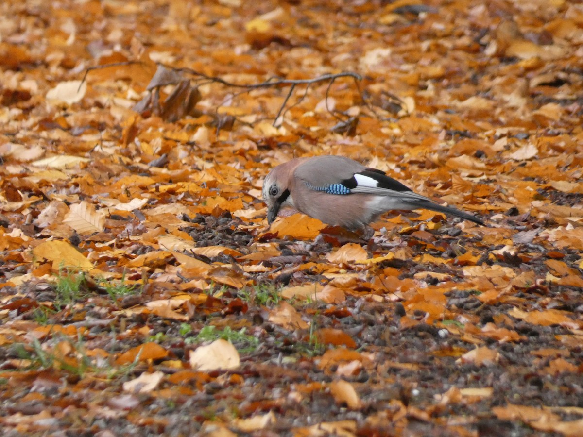 Eurasian Jay (Eurasian) - ML611692119