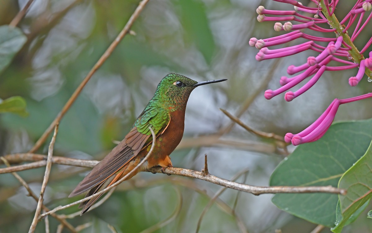 Chestnut-breasted Coronet - Christoph Moning