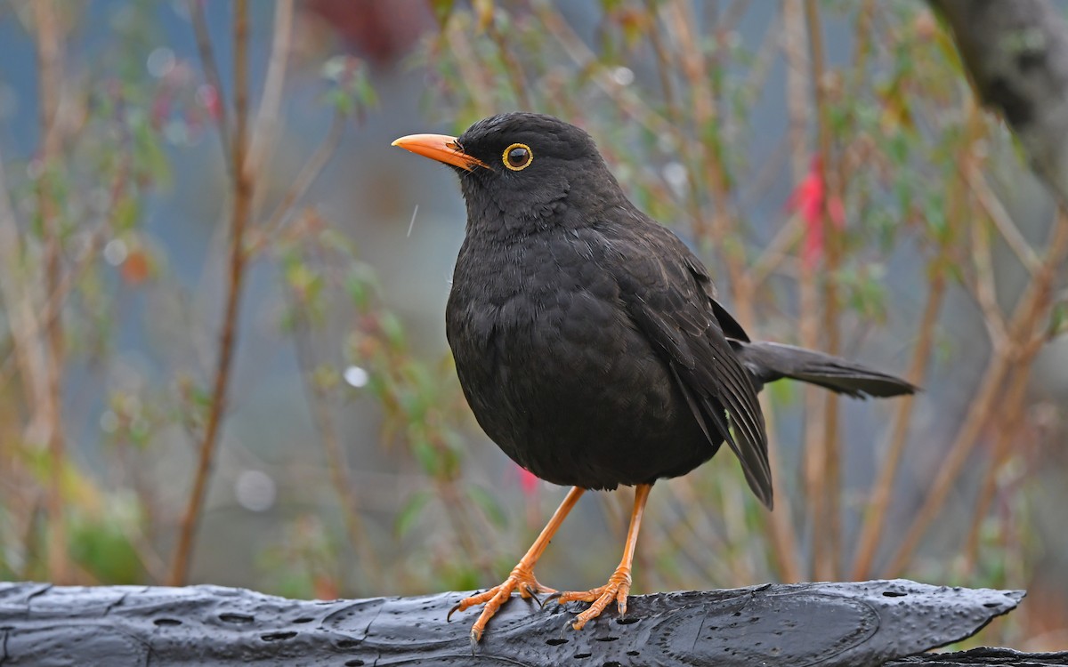 Great Thrush - ML611692288