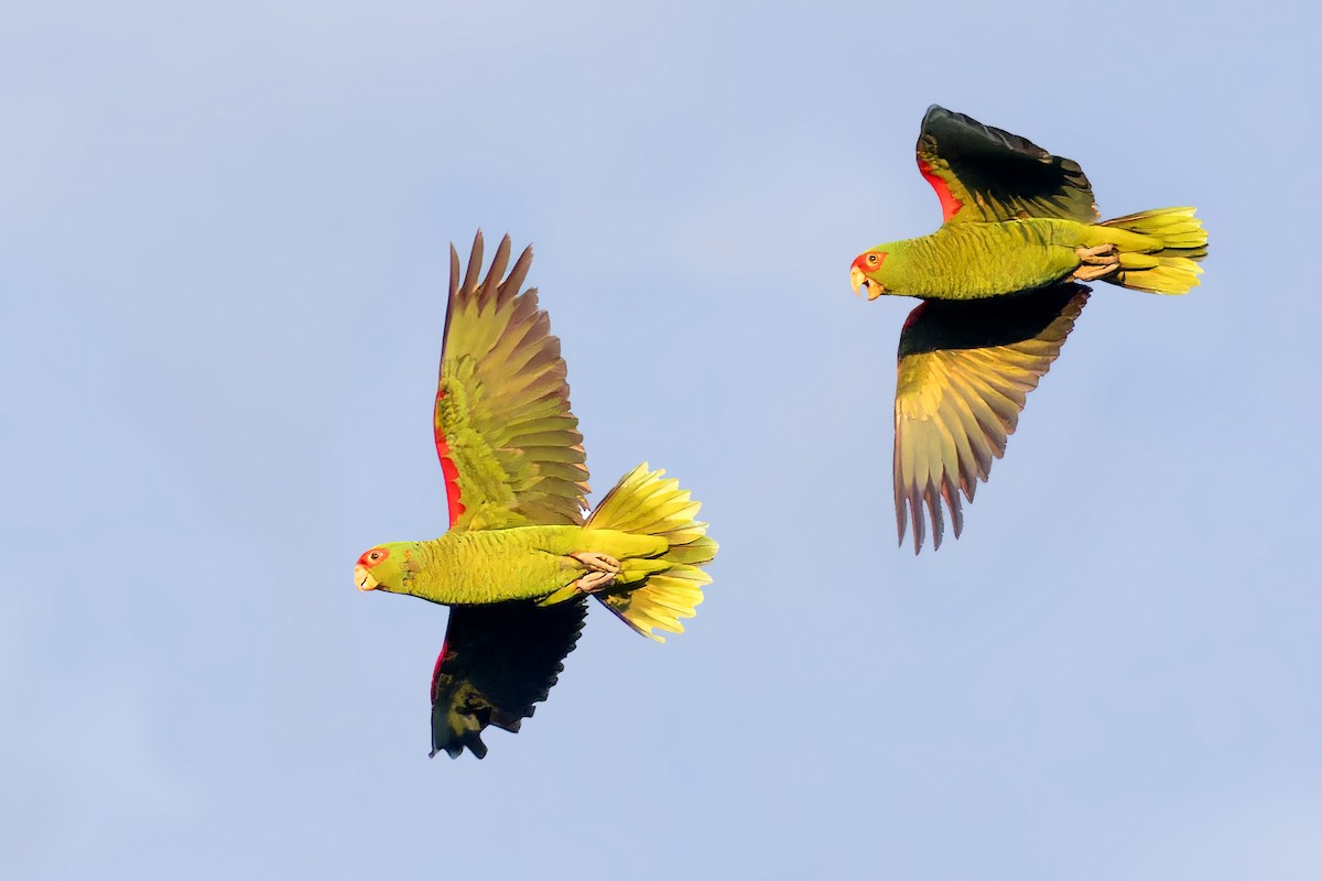 Red-spectacled Parrot - ML611692578