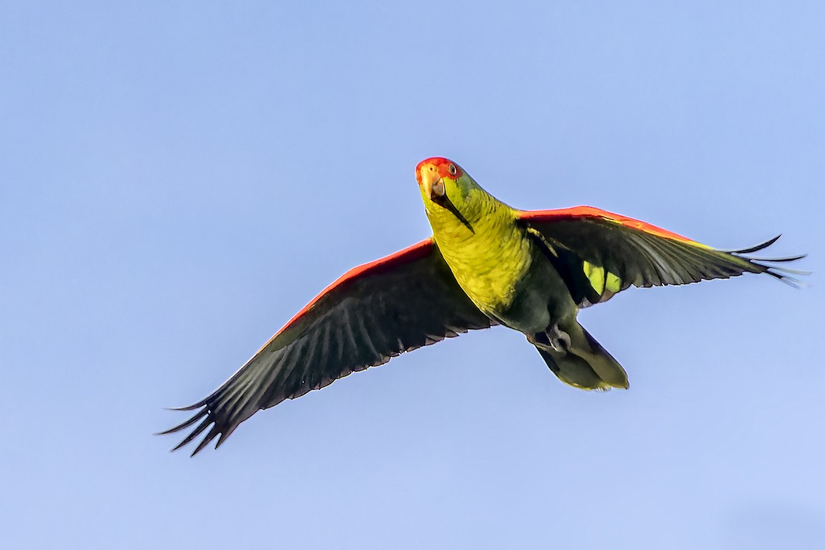 Red-spectacled Parrot - ML611692579