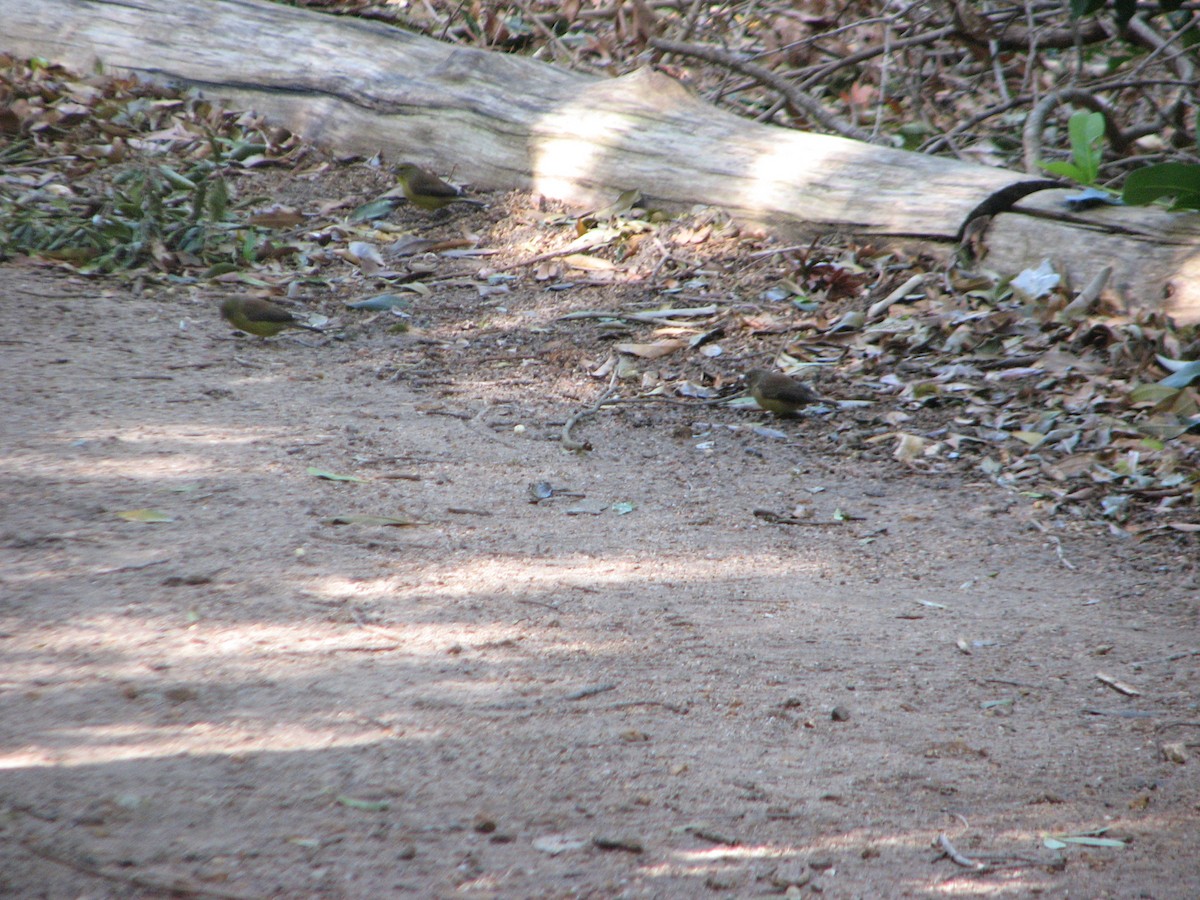 Cape Siskin - ML611692583