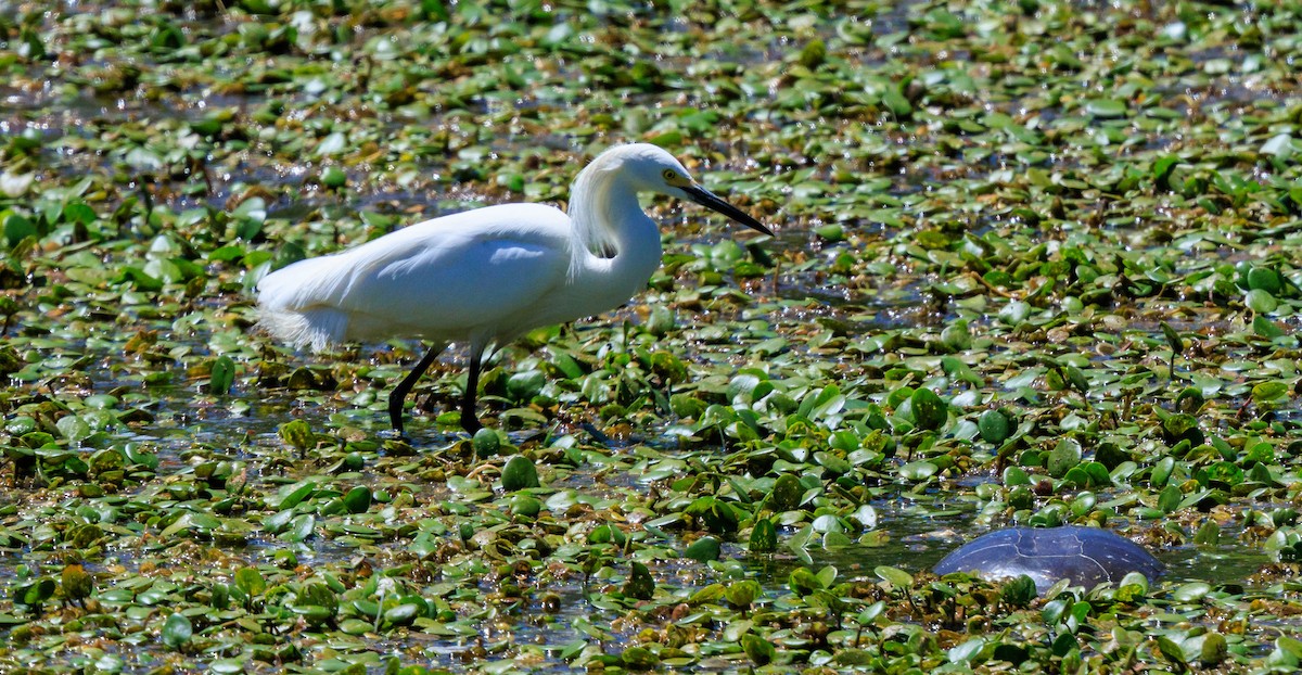 Snowy Egret - ML611692606