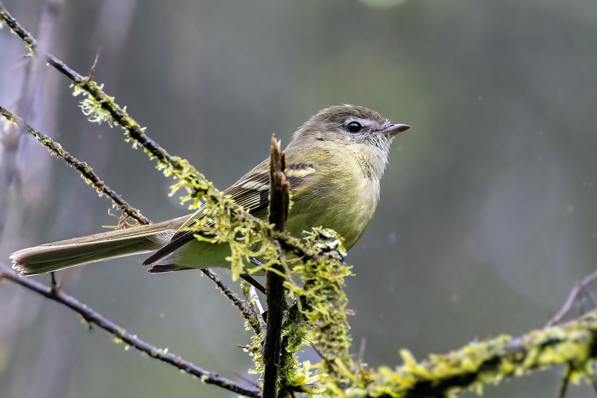 Greenish Tyrannulet - ML611692654