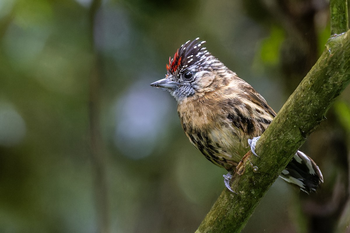 Mottled Piculet - Bradley Hacker 🦜