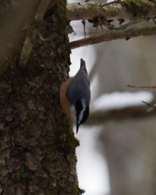 Red-breasted Nuthatch - ML611692669