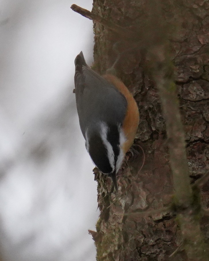 Red-breasted Nuthatch - ML611692672