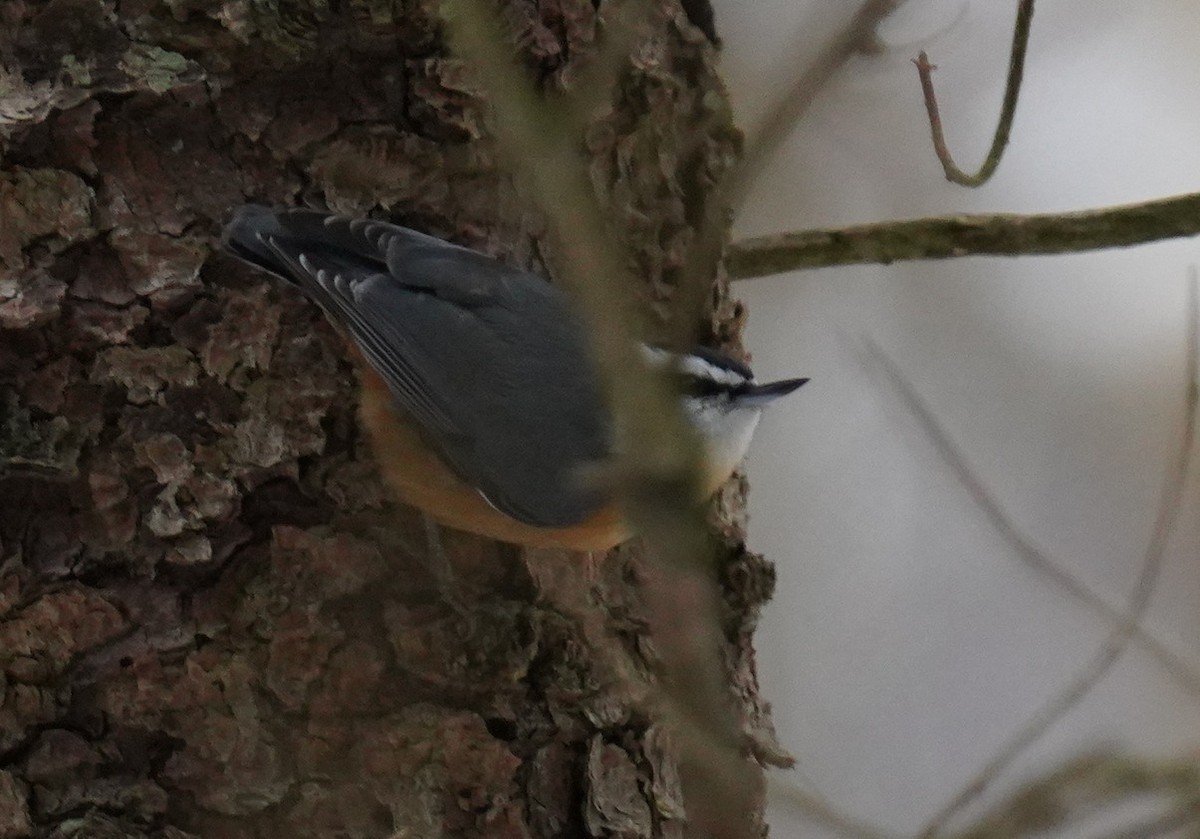 Red-breasted Nuthatch - ML611692679