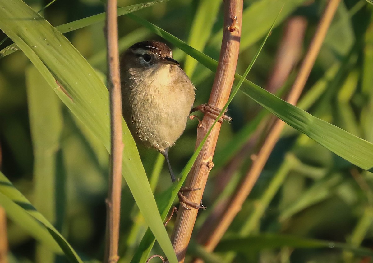 Marsh Wren - ML611692692